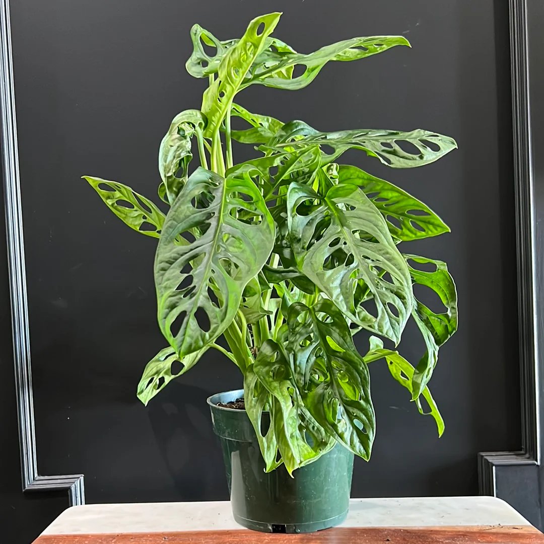 Monstera adansonii
